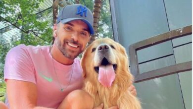 Senado vota a favor do transporte de pets em cabine de avião