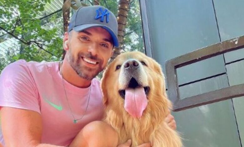 Senado vota a favor do transporte de pets em cabine de avião