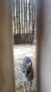 Zoo noturno é opção de lazer em Goiânia