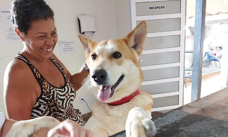 Goiânia oferece atendimento veterinário