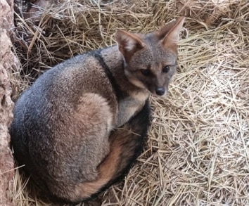 Zoo noturno é opção de lazer em Goiânia