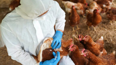Três novas barreiras sanitárias impactam exportações de frango brasileiro