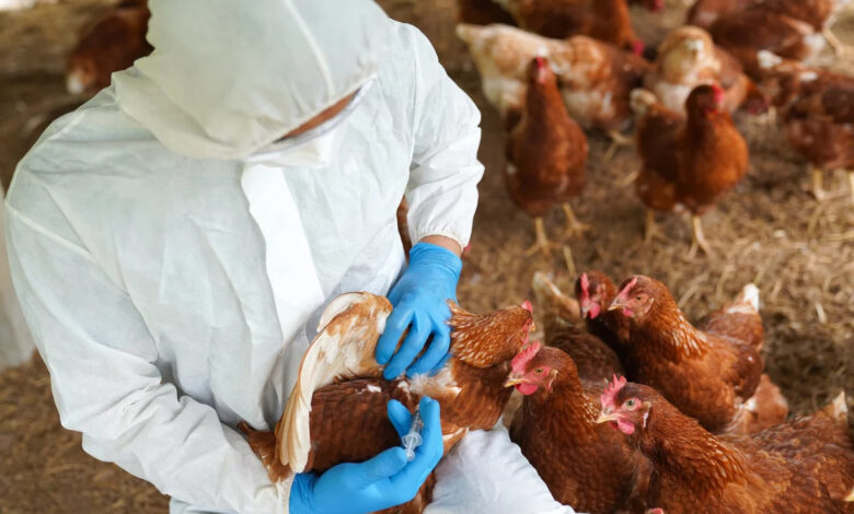 Três novas barreiras sanitárias impactam exportações de frango brasileiro