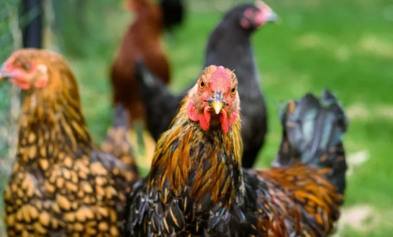 Brasil tem 1º caso de gripe aviária em ave silvestre e apura suspeita em granja