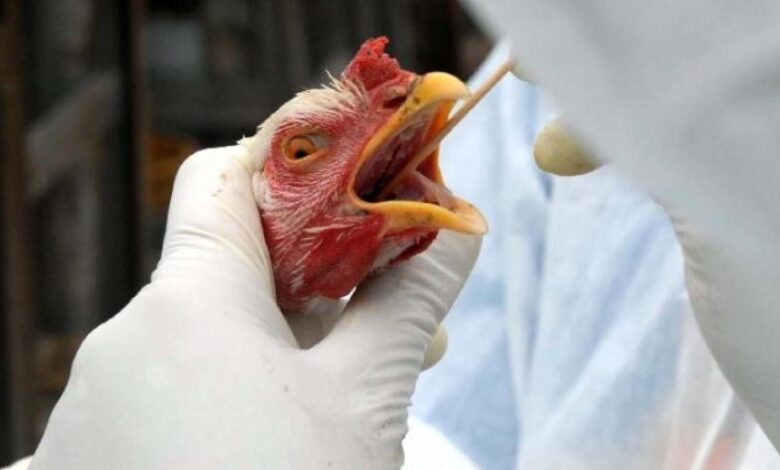 Foco de Influenza Aviária detectado em granja brasileira