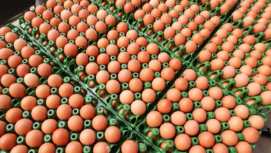 Exportação de ovos do Brasil para EUA tem crescimento explosivo de mais de 800%