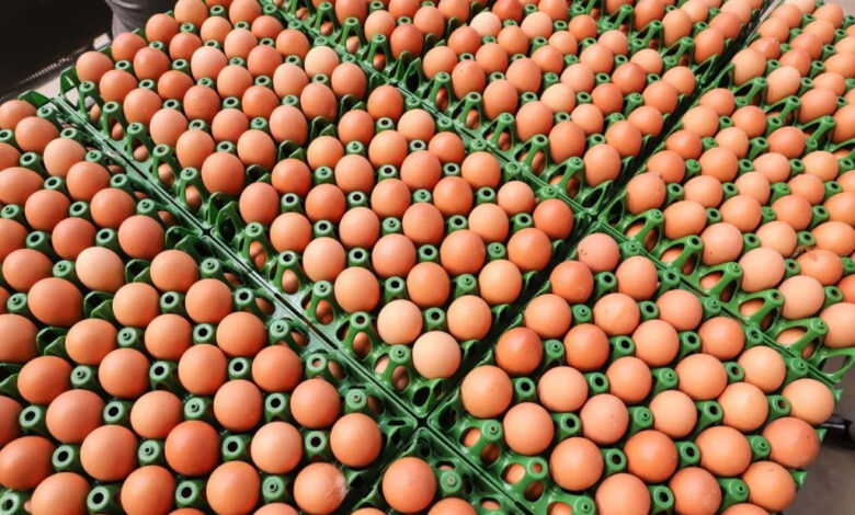 Exportação de ovos do Brasil para EUA tem crescimento explosivo de mais de 800%