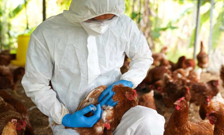 Casos suspeitos de Gripe Aviária: saiba pnde estão os 7 registros