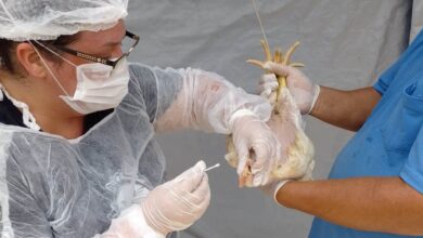 Gripe Aviária: Goiás em Emergência Zoossanitária