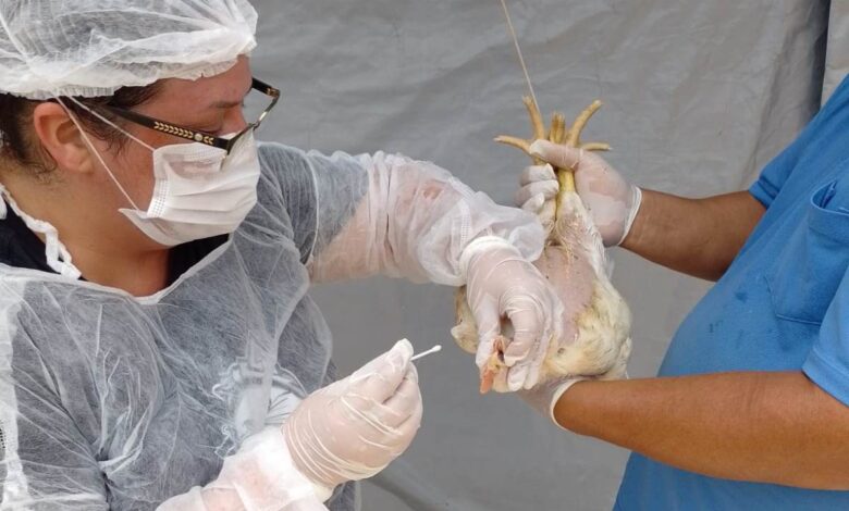 Gripe Aviária: Goiás em Emergência Zoossanitária