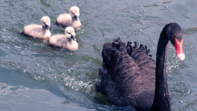 Zoológico de Goiânia em Alerta: cenário hipotético de Gripe Aviária acende sinal de preocupação