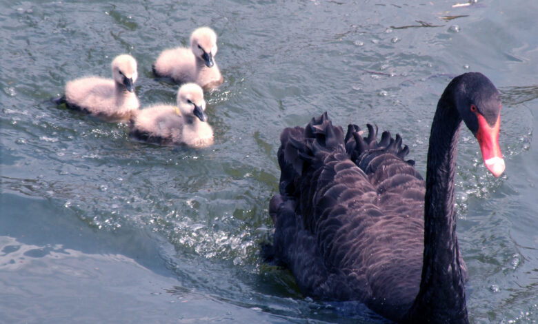 Zoológico de Goiânia em Alerta: cenário hipotético de Gripe Aviária acende sinal de preocupação