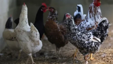 Exportação de frango do Brasil cai 123 mil toneladas
