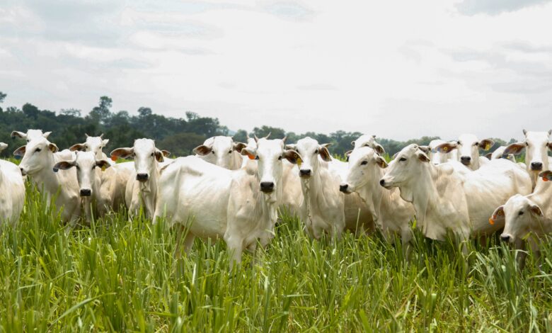 Abate de bovinos em Goiás bate recorde no início de 2025
