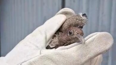 AMMA alerta: não toque em aves doentes, acione equipe especializada