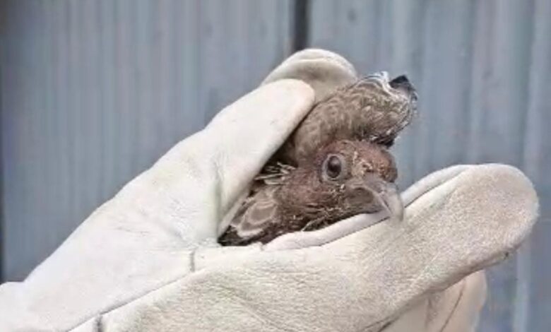 AMMA alerta: não toque em aves doentes, acione equipe especializada