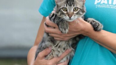 Castração em Aparecida: 400 animais em 30 dias