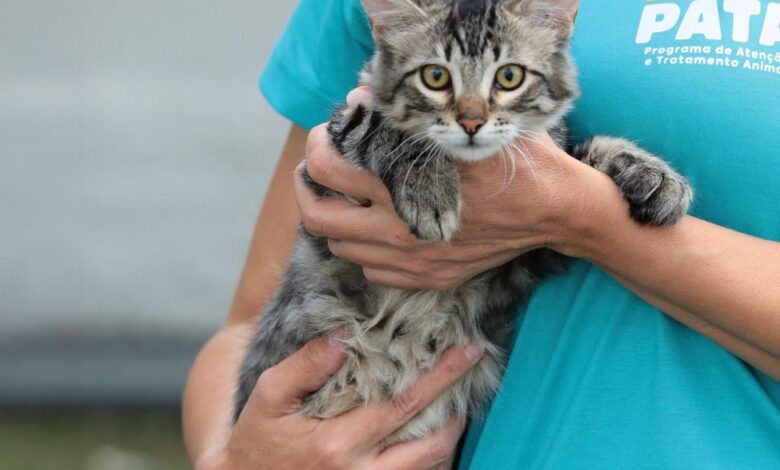 Castração em Aparecida: 400 animais em 30 dias