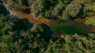 Alego analisa projeto de Conservação Florestal Nativa