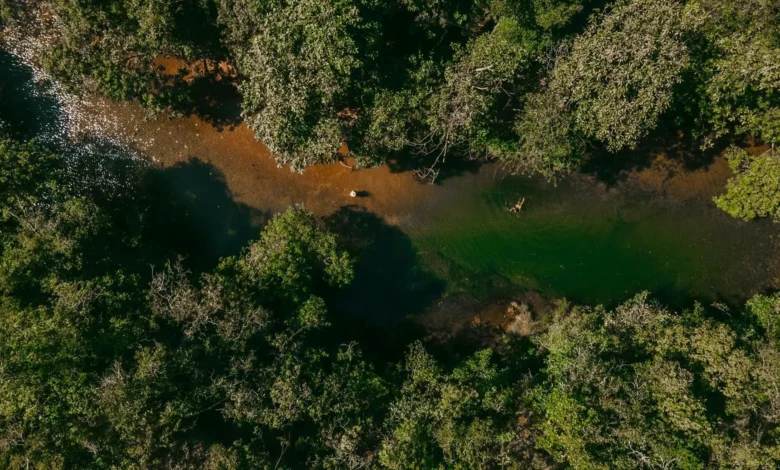 Alego analisa projeto de Conservação Florestal Nativa