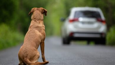 CNH suspensa para quem abandona animais: nova proposta na Alego