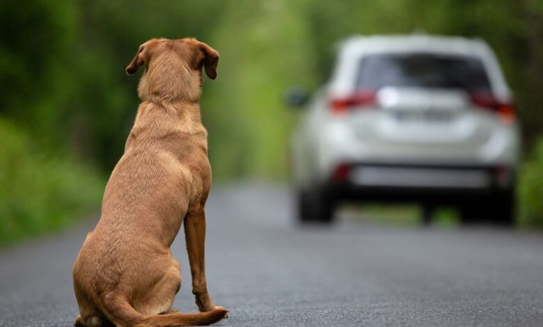 CNH suspensa para quem abandona animais: nova proposta na Alego