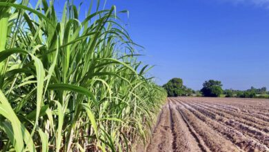 Antecipação sucroenergética goiana contra taxas dos EUA