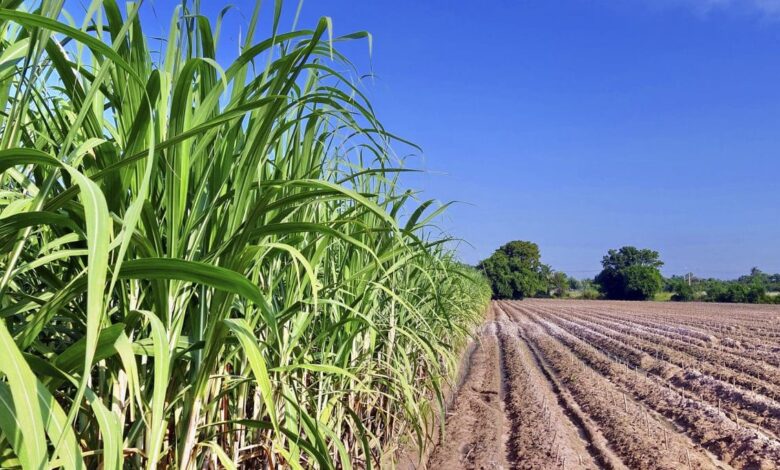 Antecipação sucroenergética goiana contra taxas dos EUA