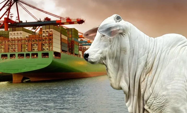 Tarifa dos EUA: Abiec alerta para inviabilidade da exportação de carne bovina brasileira