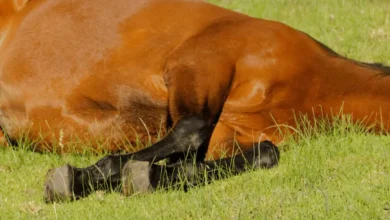 Mistério na Raça: o que está matando centenas de cavalos no Brasil?