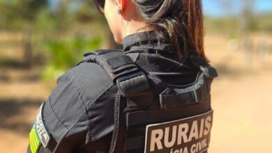 Mais de 150 cabeças de gado furtadas em Goiás brincos removidos