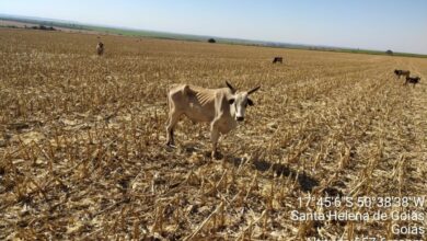 Polícia Civil apura crime contra mais de 200 bovinos