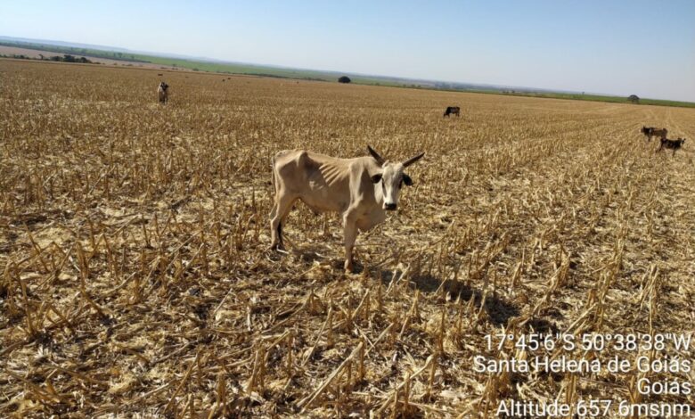 Polícia Civil apura crime contra mais de 200 bovinos