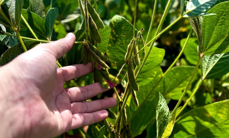 Goiás prevê aumento de 17% na produção de grãos