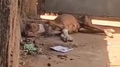 Pitbull abandonado em Aparecida de Goiânia: tutor é preso