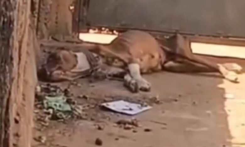 Pitbull abandonado em Aparecida de Goiânia: tutor é preso