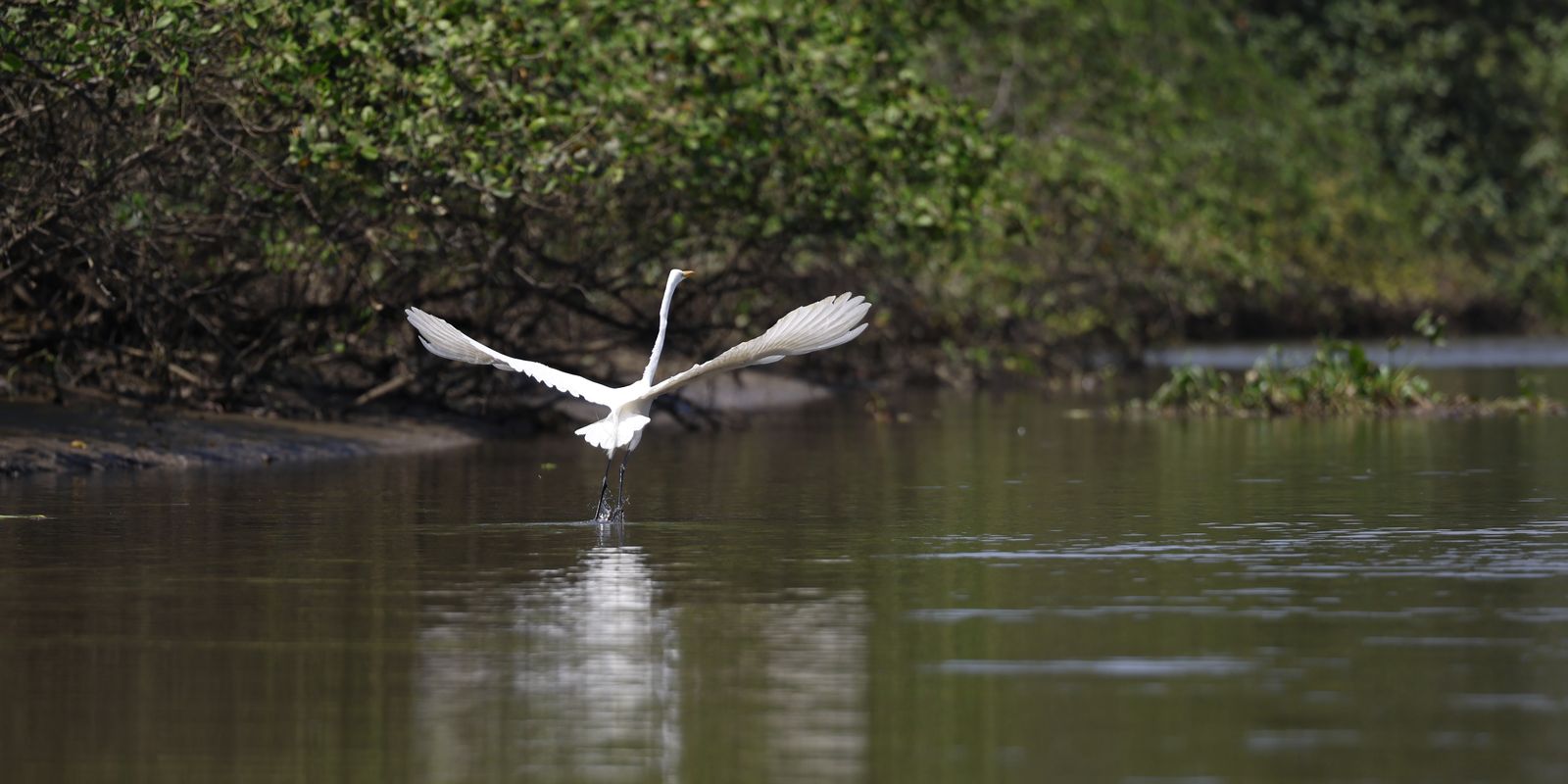 Reflorestamento na Baía de Guanabara traz fauna de volta - Imagem do artigo