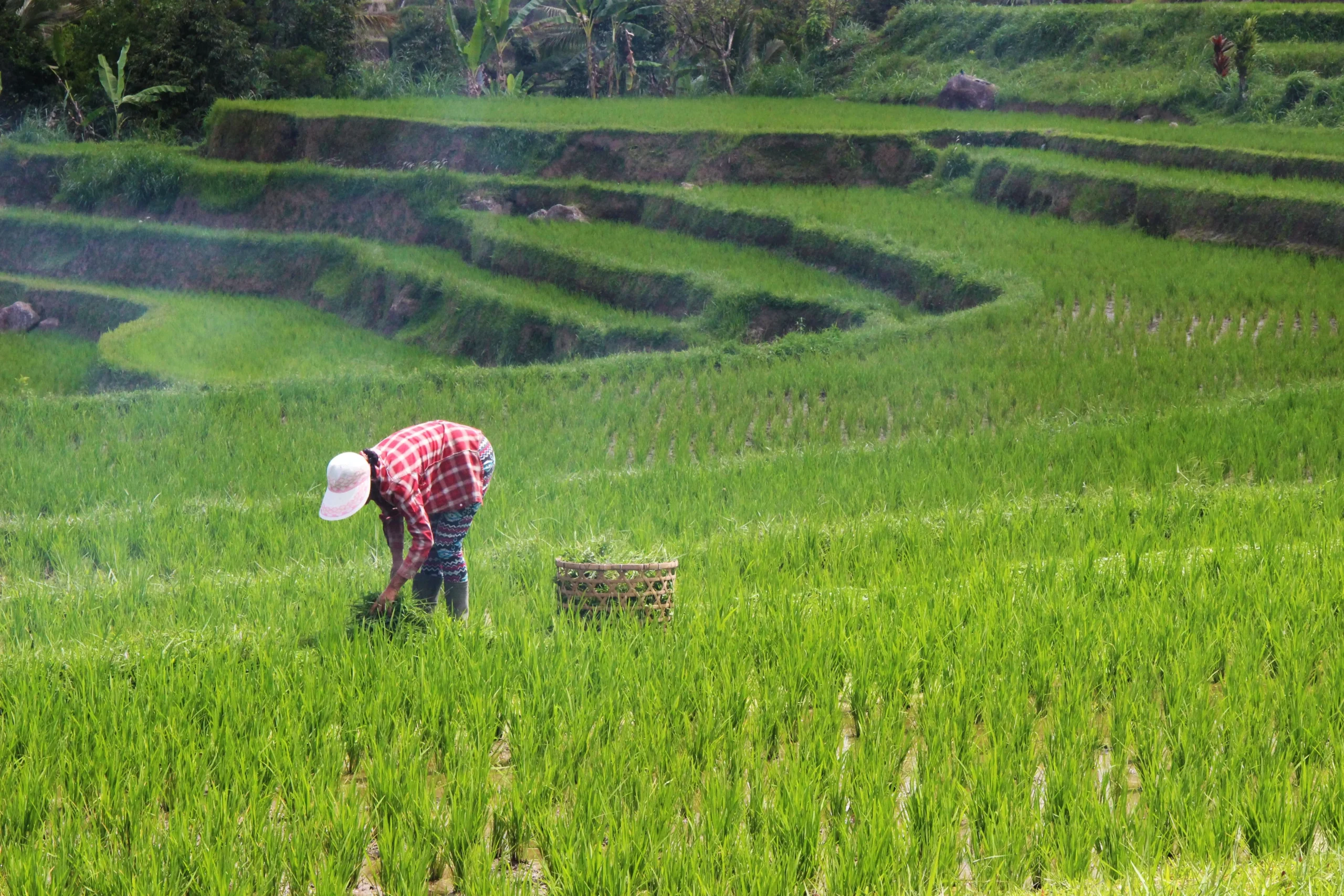 Agro brasileiro é guardião dos recursos naturais, diz CNA - Imagem do artigo