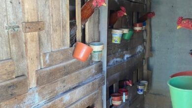 Rinha de galos em Morrinhos: Polícia resgata 17 aves