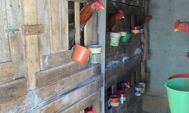 Rinha de galos em Morrinhos: Polícia resgata 17 aves