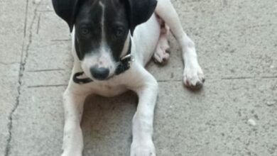 MiauDote com pets para adoção responsável em Goiânia