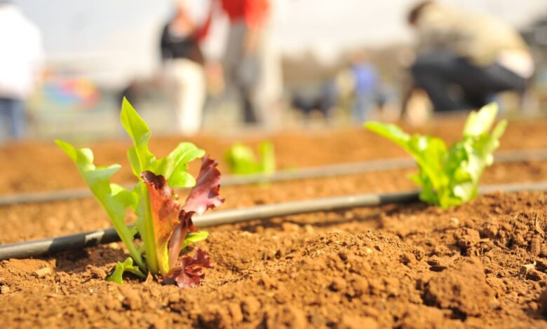 Lei de bioinsumos altera regras para o agronegócio goiano