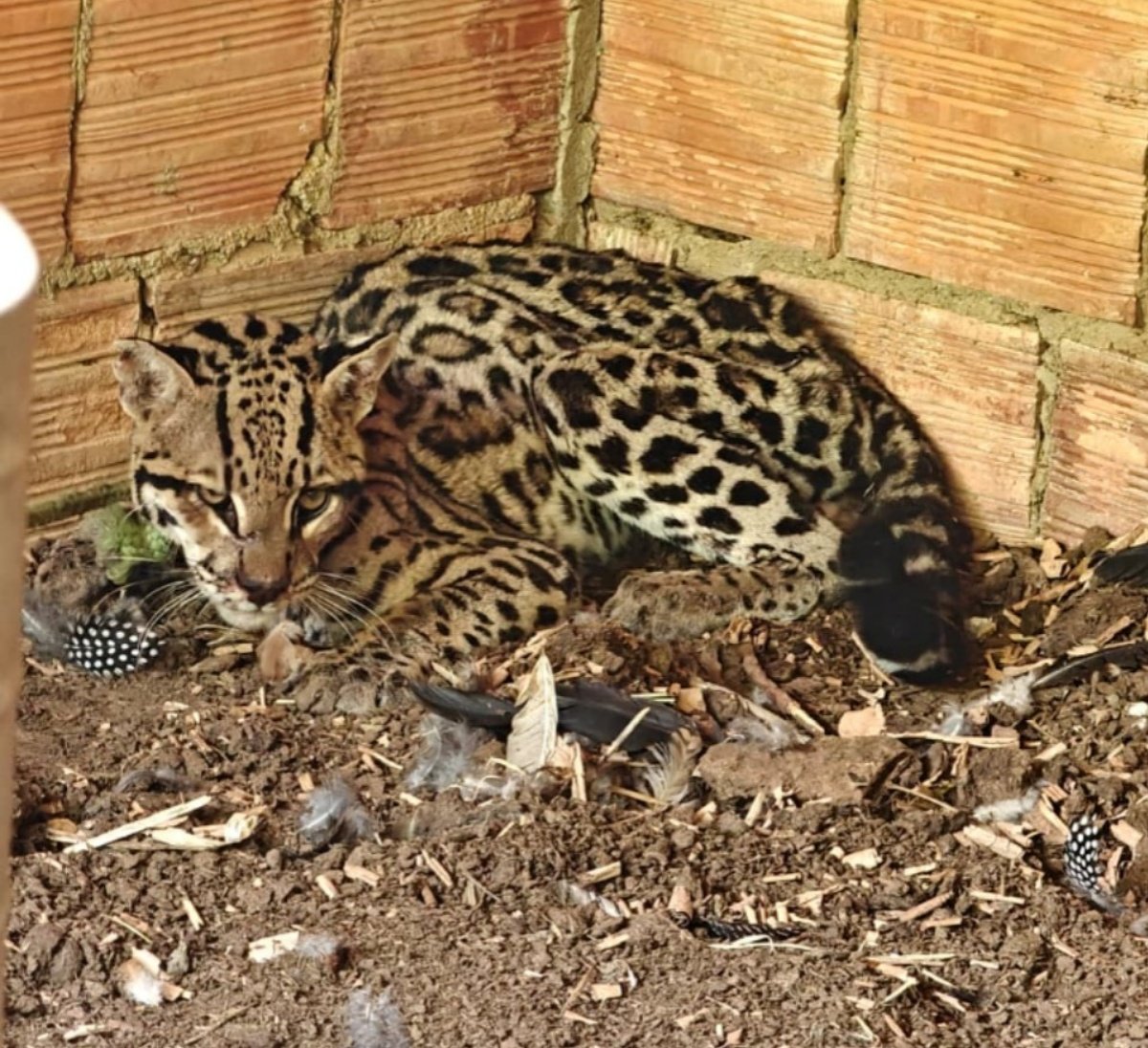 Jaguatirica invade galinheiro e é resgatada em Goiás - Imagem do artigo original