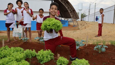 Projeto Agricultura Urbana faz primeira colheita em Aparecida