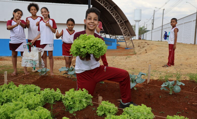 Projeto Agricultura Urbana faz primeira colheita em Aparecida