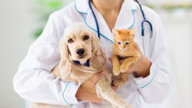 Dia Mundial da Raiva: Agrodefesa reforça notificação