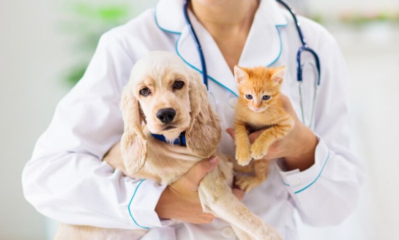 Dia Mundial da Raiva: Agrodefesa reforça notificação