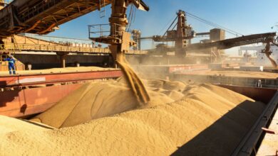 EUA iniciam colheita da soja sem vendas para China