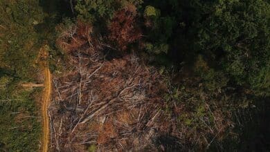 MPGO e parceiros alcançam resultados na luta contra o desmatamento em Pirenópolis