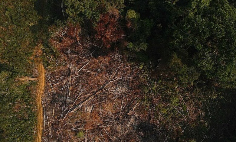 MPGO e parceiros alcançam resultados na luta contra o desmatamento em Pirenópolis